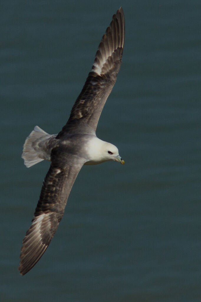 Fulmar boréal