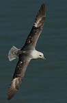 Fulmar boréal