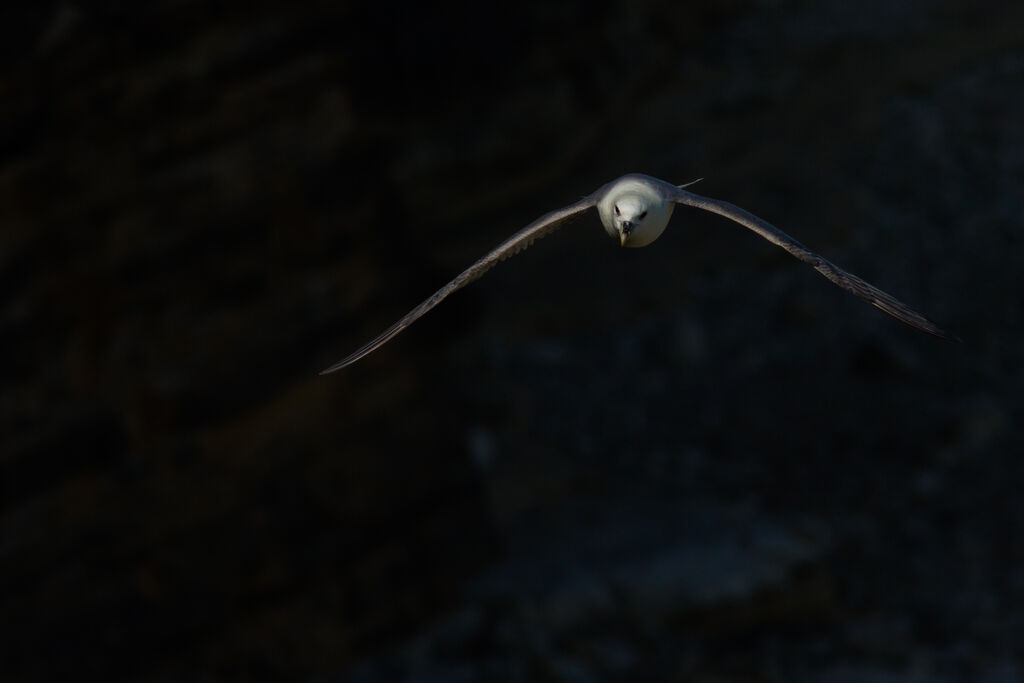 Fulmar boréal