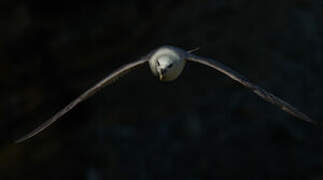 Fulmar boréal