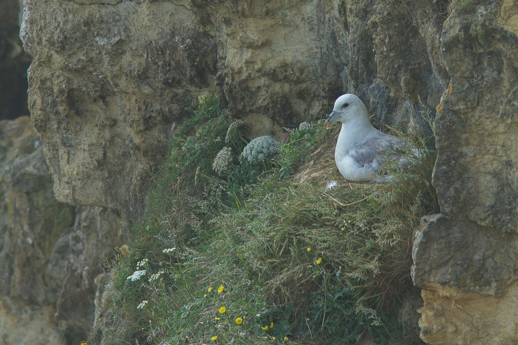 Northern Fulmar