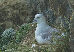 Fulmar boréal