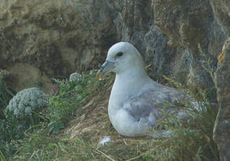 Fulmar boréal