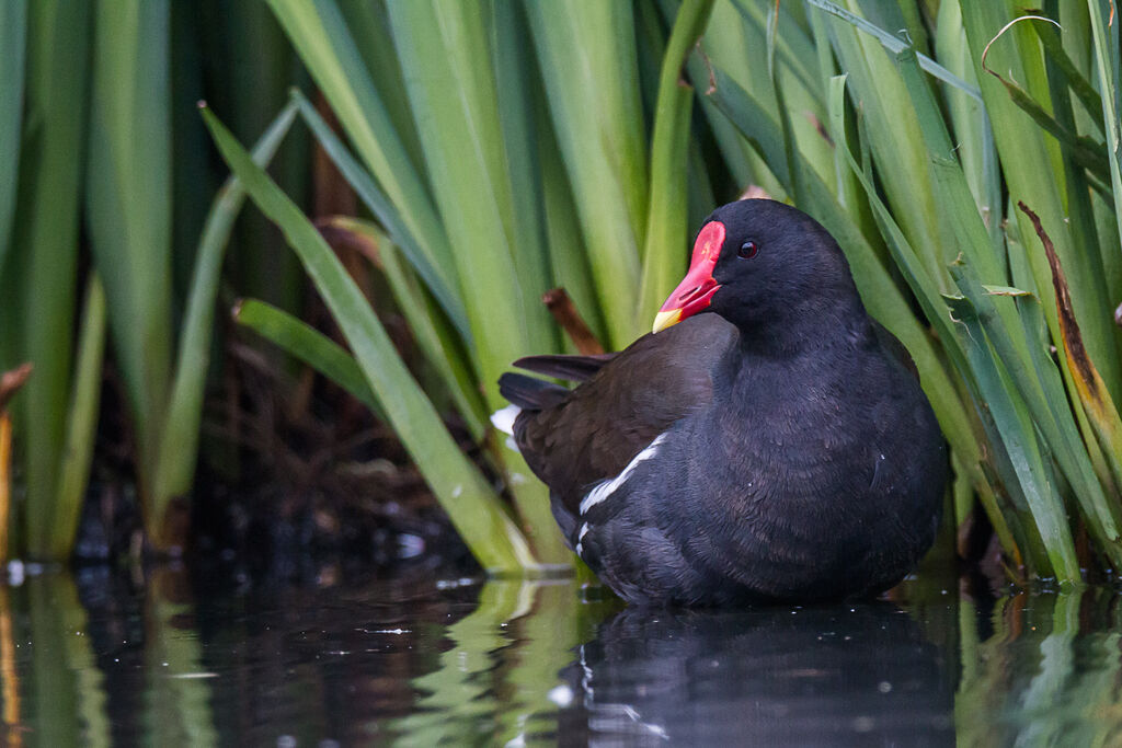 Gallinule poule-d'eauadulte