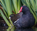 Gallinule poule-d'eau