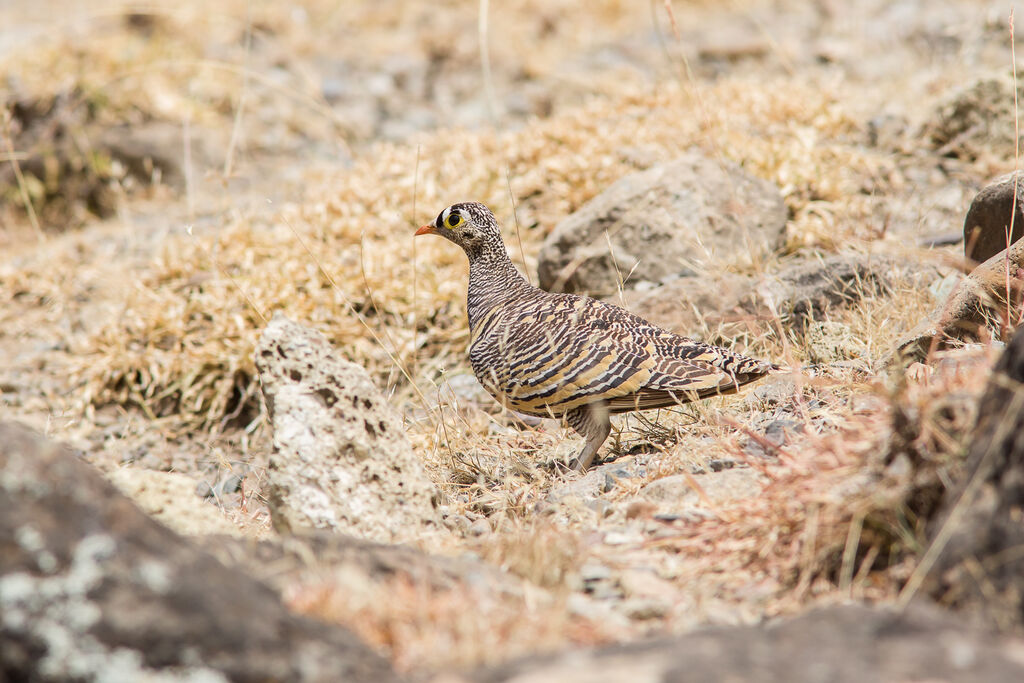 Lichtenstein's Sandgrouse