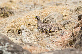 Lichtenstein's Sandgrouse