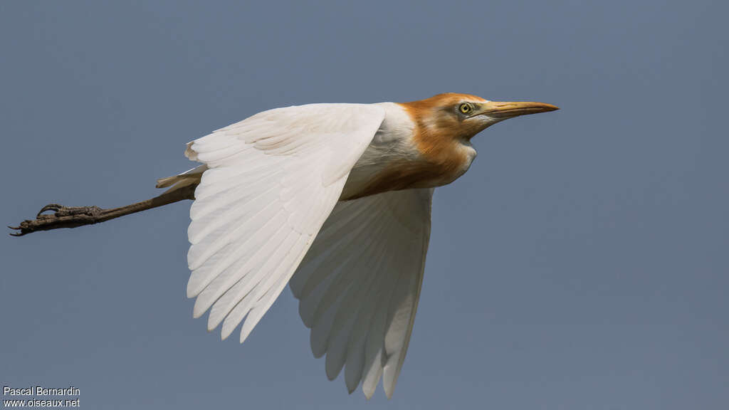 Eastern Cattle Egretadult breeding, Flight