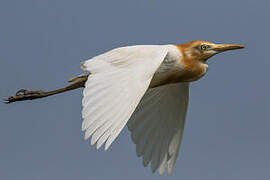 Eastern Cattle Egret