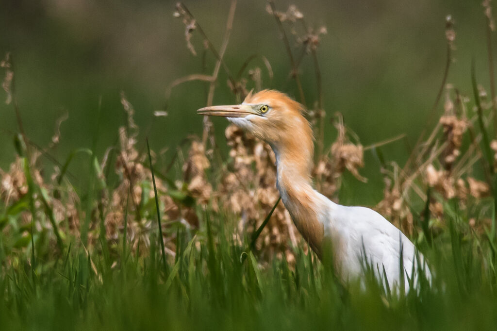 Eastern Cattle Egretadult breeding, identification, close-up portrait, walking