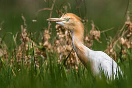 Eastern Cattle Egret