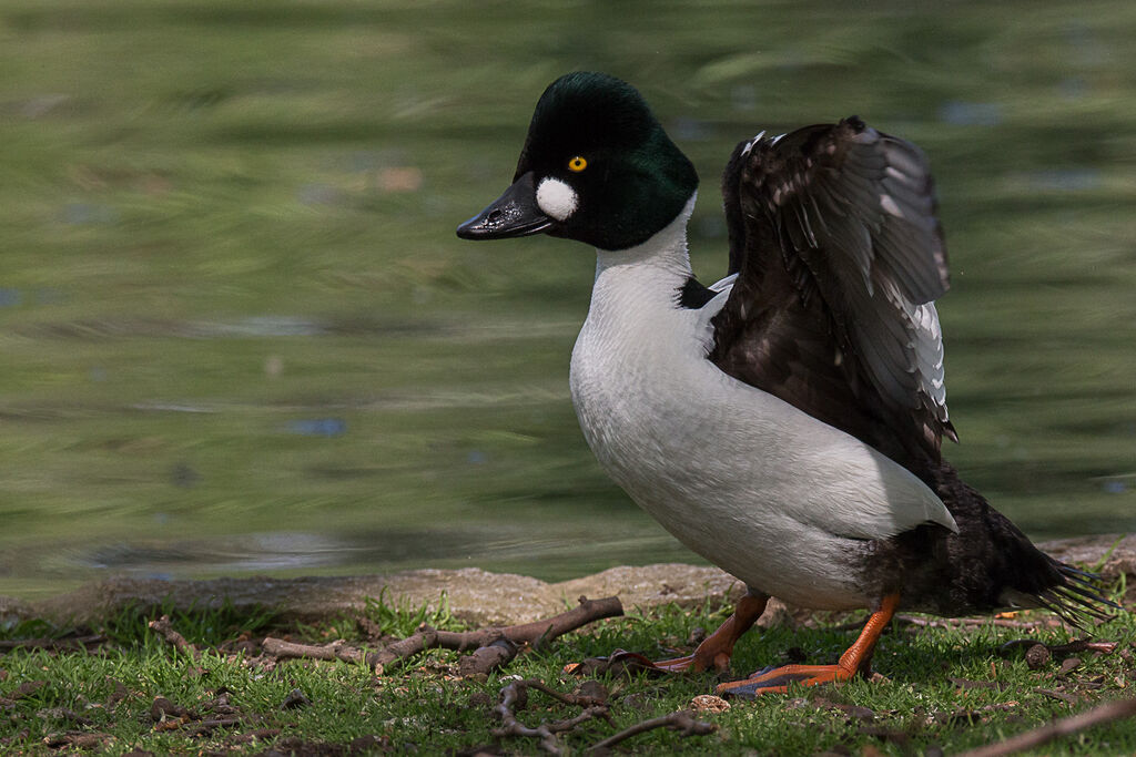 Common Goldeneye