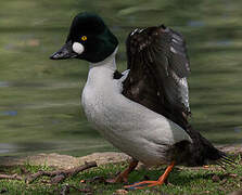 Common Goldeneye