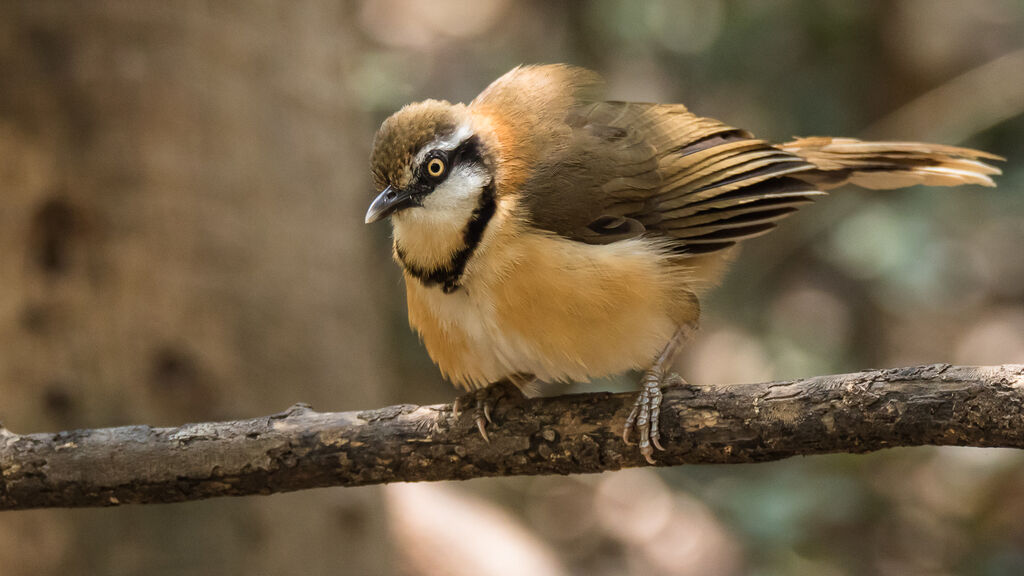 Lesser Necklaced Laughingthrush