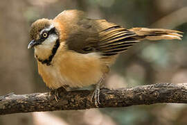 Lesser Necklaced Laughingthrush