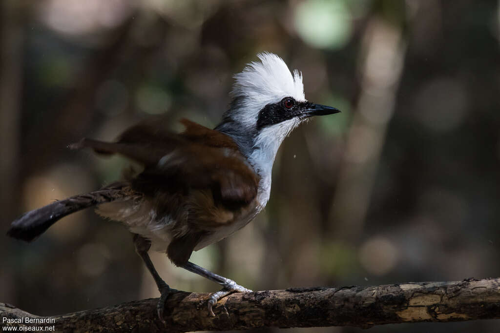 White-crested Laughingthrushadult, identification