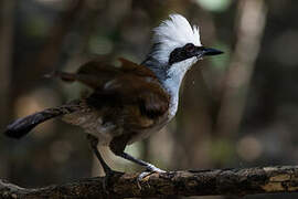 White-crested Laughingthrush