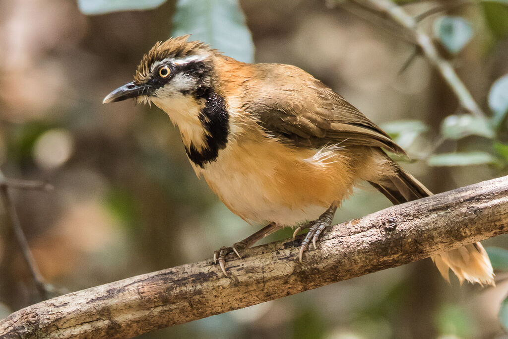 Greater Necklaced Laughingthrush