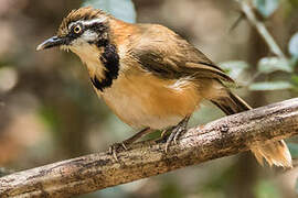 Greater Necklaced Laughingthrush