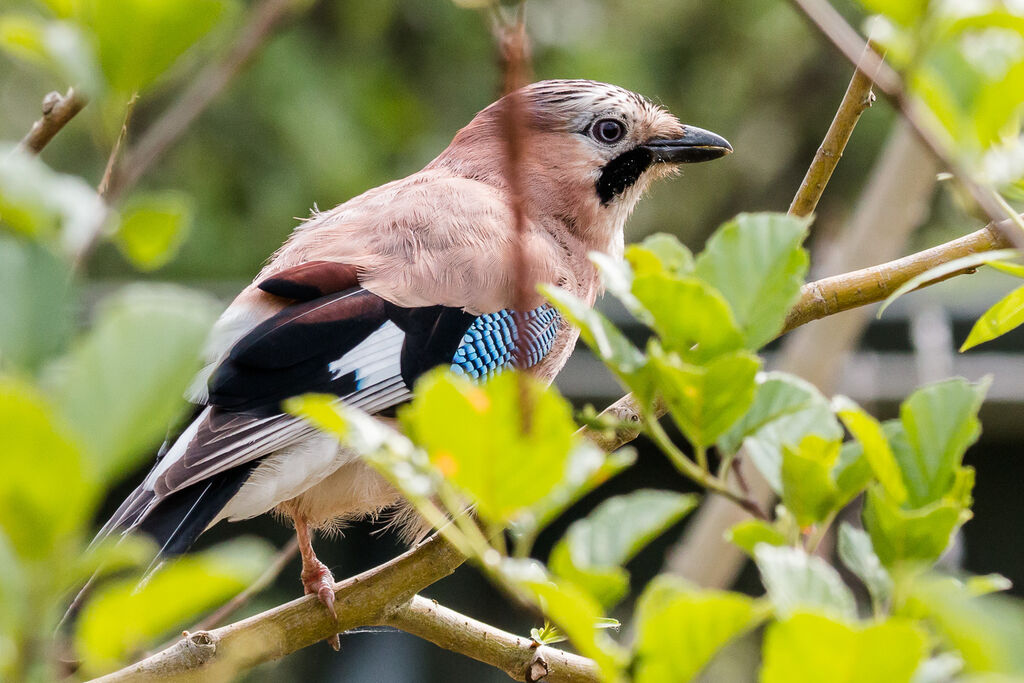 Eurasian Jay