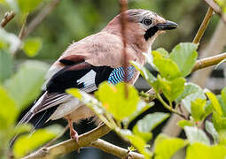 Eurasian Jay