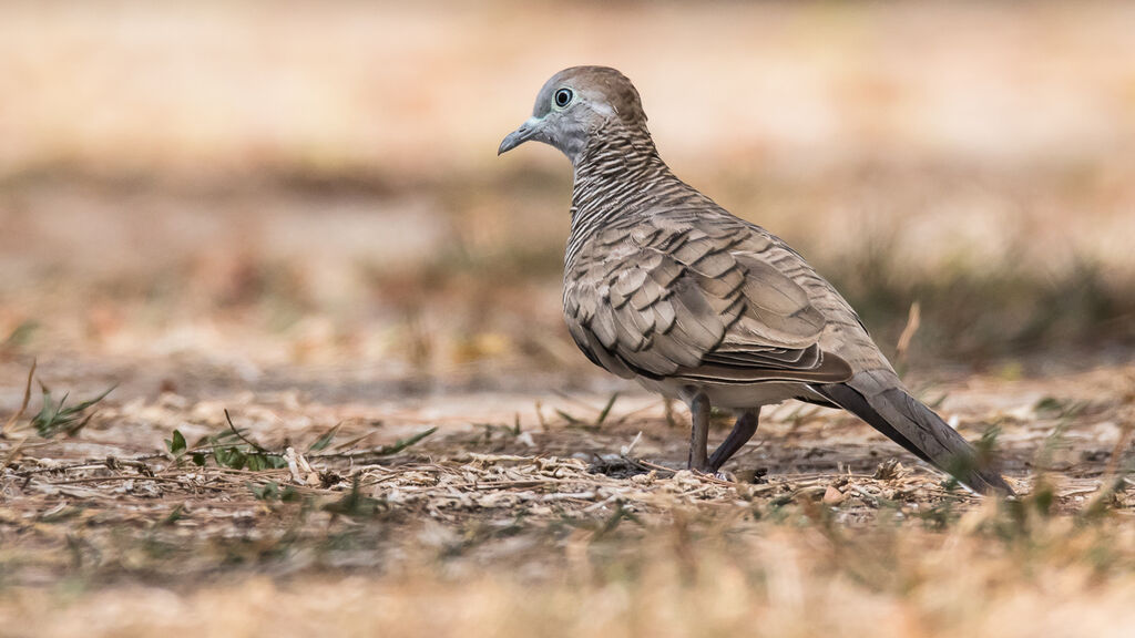 Zebra Dove, identification, close-up portrait, walking