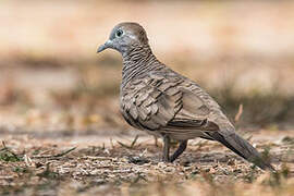 Zebra Dove