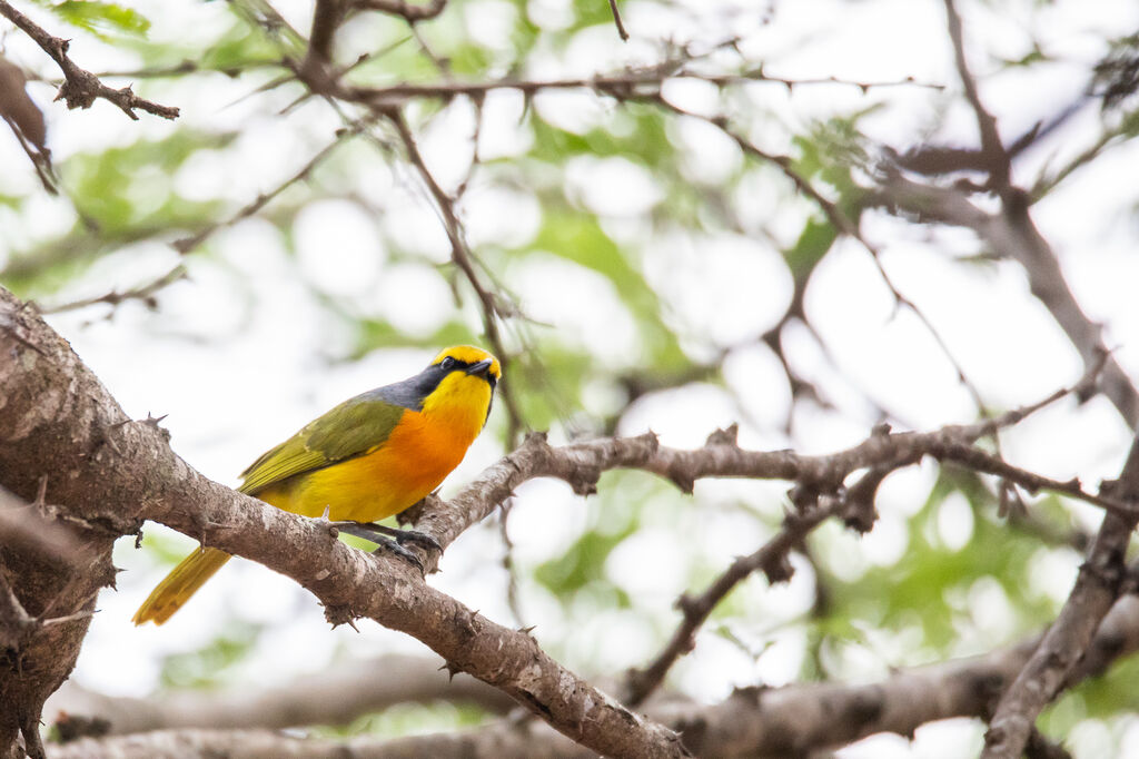 Orange-breasted Bushshrike