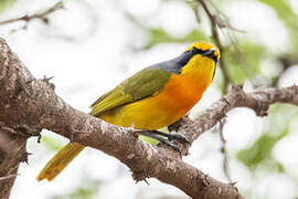 Orange-breasted Bushshrike