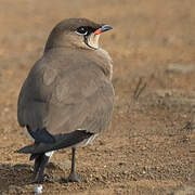 Collared Pratincole