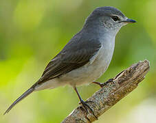 Ashy Flycatcher