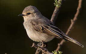 African Grey Flycatcher