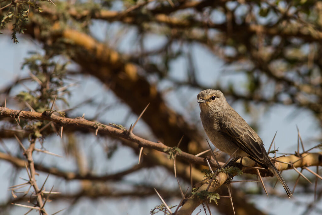 African Grey Flycatcher