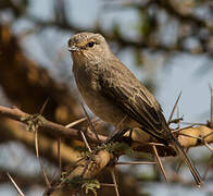 African Grey Flycatcher