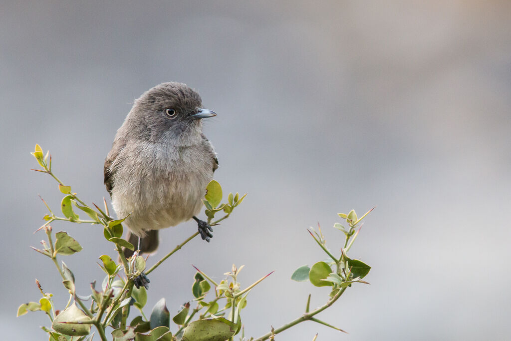 Abyssinian Slaty Flycatcher