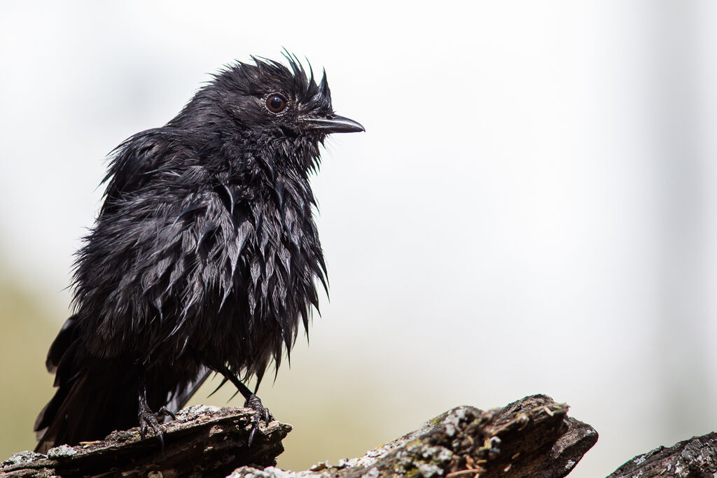 Gobemouche drongo