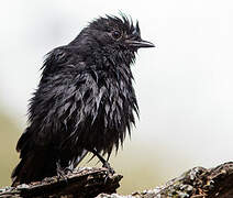 Northern Black Flycatcher