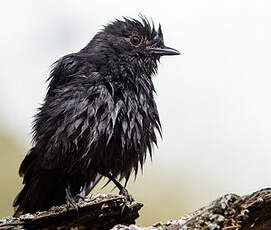 Gobemouche drongo