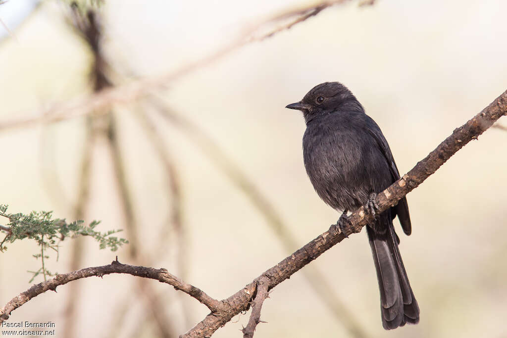 Northern Black Flycatcheradult, identification