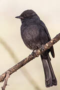 Gobemouche drongo