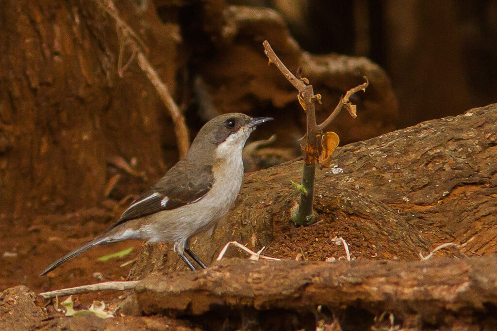 Fiscal Flycatcher