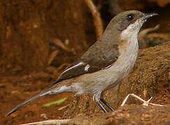 Fiscal Flycatcher