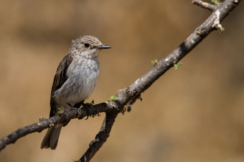 Spotted Flycatcher