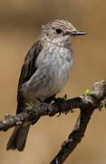 Spotted Flycatcher