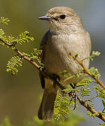 Pale Flycatcher