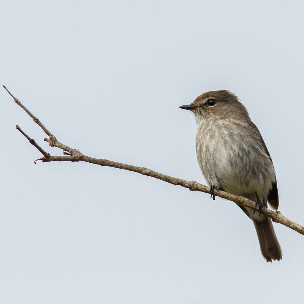 African Dusky Flycatcher