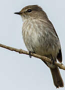 African Dusky Flycatcher