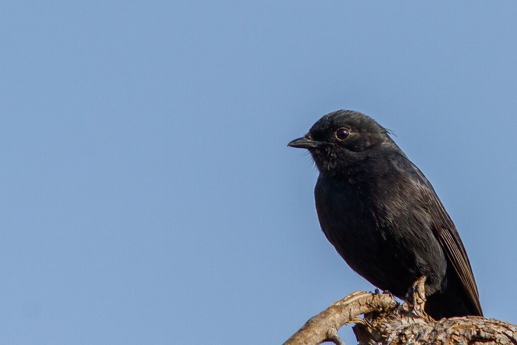 Southern Black Flycatcher, close-up portrait