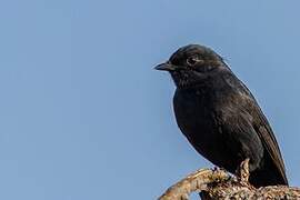 Southern Black Flycatcher