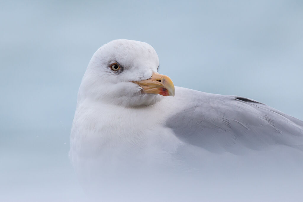 European Herring Gull